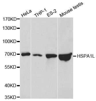 Western blot - HSPA1L antibody (144-01856)