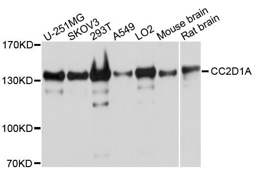 Western blot - CC2D1A antibody (144-04800)