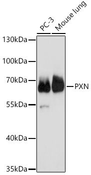 Western blot