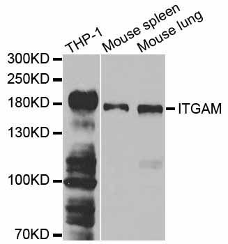 Western blot - ITGAM Polyclonal Antibody (144-01581)