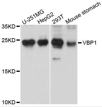 Western blot - VBP1 antibody (144-08990)