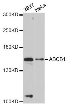 Western blot - ABCB1 antibody (144-011747)