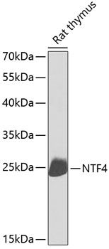 Western blot