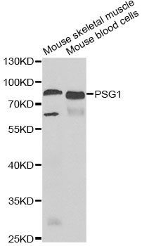 Western blot - PSG1 antibody (144-06399)