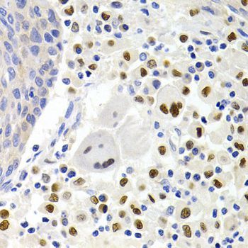 Immunohistochemistry - GEMIN2 Antibody (144-03082)
