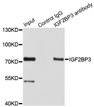 Immunoprecipitation - IGF2BP3 Polyclonal Antibody (144-04444)