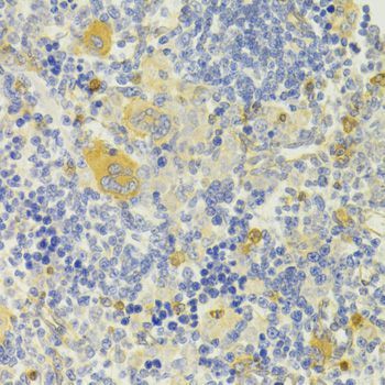 Immunohistochemistry - DPP3 Antibody (144-07054)