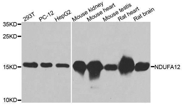 Western blot - NDUFA12 antibody (144-08237)