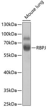 Western blot