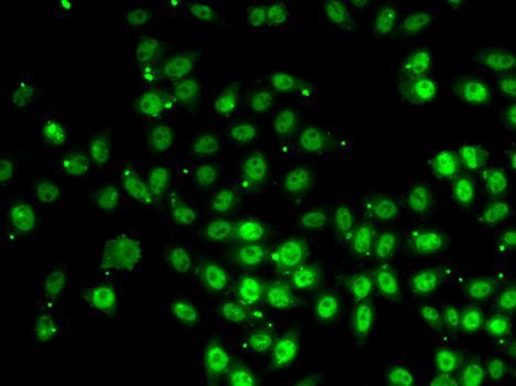 Immunofluorescence - GABPB1 Polyclonal Antibody (144-06909)