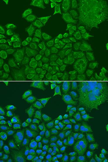 Immunofluorescence - FXR1 Polyclonal Antibody (144-05942)