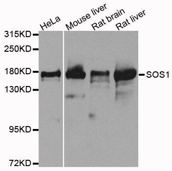 Western blot - SOS1 Polyclonal Antibody (144-03272)