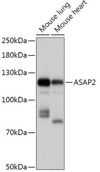 Western blot