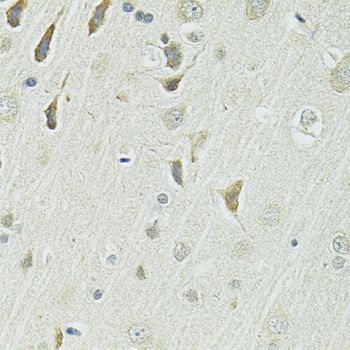 Immunohistochemistry - SLC1A4 antibody (144-12507)