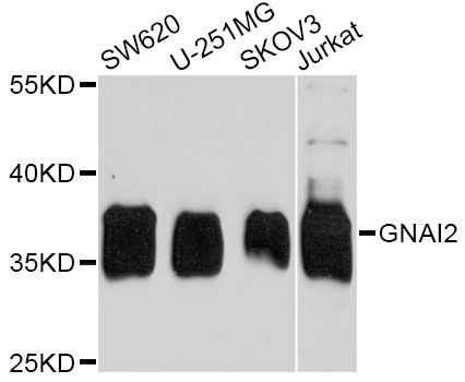 Western blot - GNAI2 antibody (144-07676)