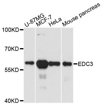 Western blot - EDC3 antibody (144-60473)