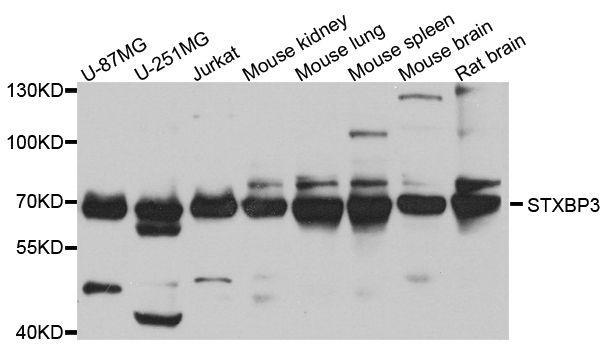 Western blot - STXBP3 antibody (144-08153)