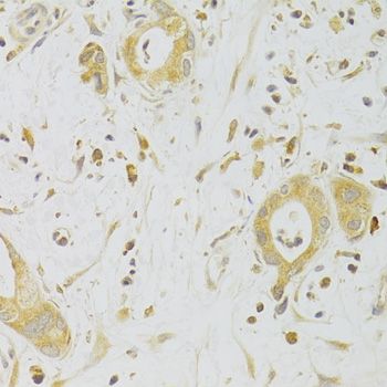 Immunohistochemistry - CASP2 Antibody (144-05724)