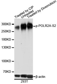 Western blot - Phospho-POLR2A-S2 pAb (144-61509)