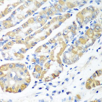 Immunohistochemistry - MSRB2 antibody (144-08364)
