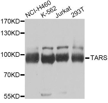 Western blot - TARS Antibody (144-06993)