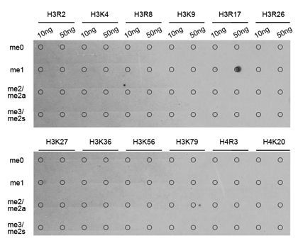 Dot Blot - MonoMethyl-Histone H3-R17 pAb (144-03151)
