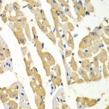 Immunohistochemistry - HNMT antibody (144-60362)