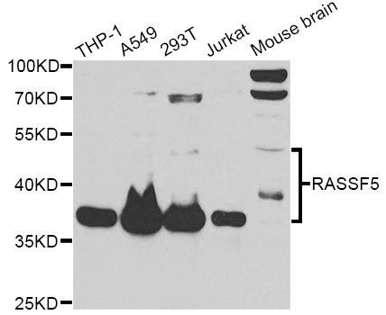 Western blot - RASSF5 antibody (144-12602)
