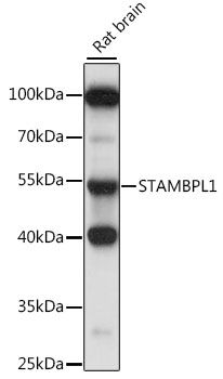Western blot