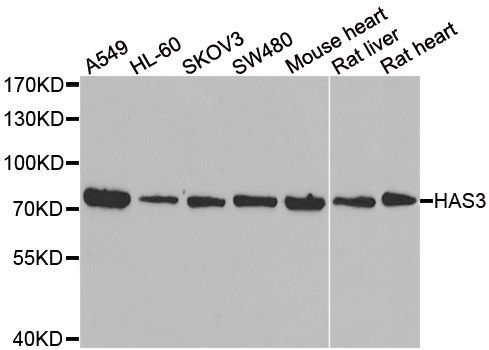 Western blot - HAS3 antibody (144-06617)