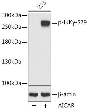 Western blot