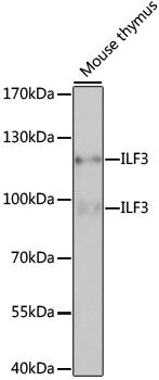 Western blot - ILF3 antibody (144-02496)