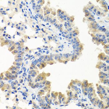 Immunohistochemistry - LRG1 antibody (144-07850)
