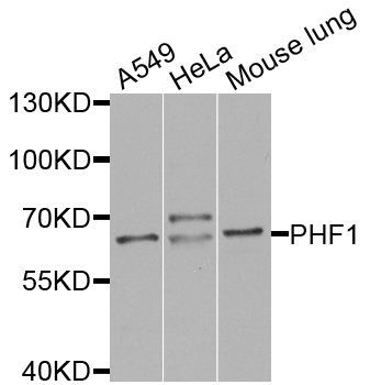 Western blot - PHF1 antibody (144-08450)