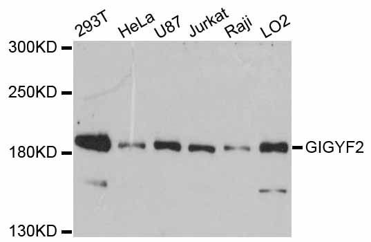 Western blot - GIGYF2 antibody (144-012069)