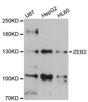 Western blot - ZEB2 Polyclonal Antibody (144-05705)