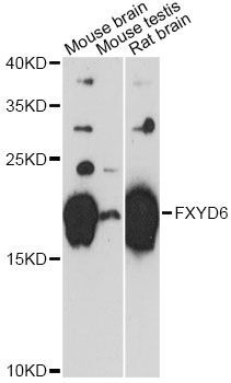 Western blot - FXYD6 antibody (144-60640)