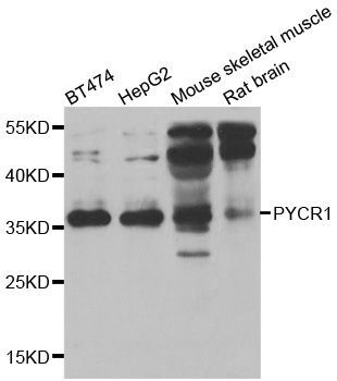 Western blot - PYCR1 antibody (144-06959)