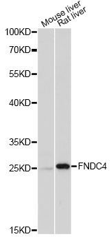 Western blot - FNDC4 antibody (144-014925)
