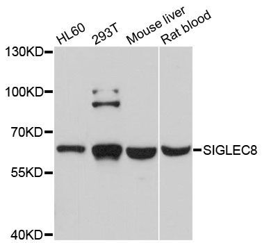 Western blot - SIGLEC8 Polyclonal Antibody (144-10514)