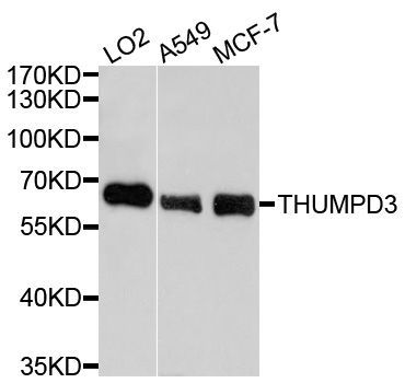 Western blot - THUMPD3 Polyclonal Antibody (144-10407)