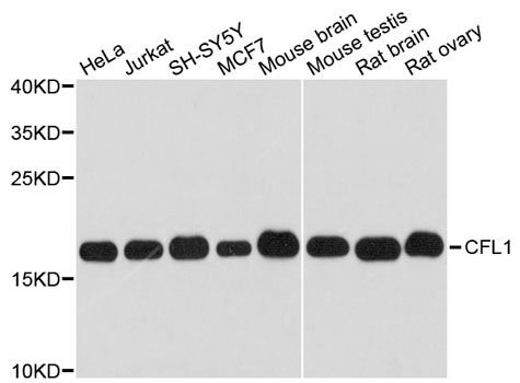 Western blot - CFL1 antibody (144-01704)