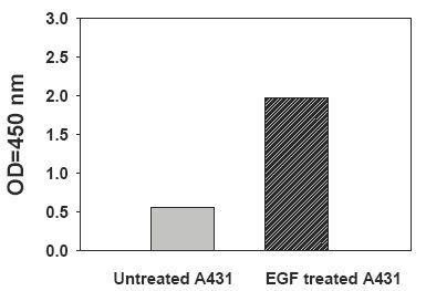 PEL-STAT5-Y-Recombinant-Human-EGF-Stimulation-of-A431-Cell-Lines