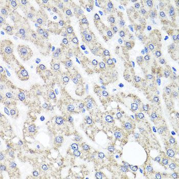 Immunohistochemistry - OTC antibody (144-09834)
