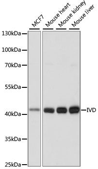 Western blot - IVD antibody (144-60975)