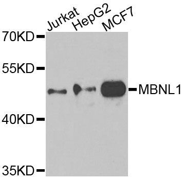 Western blot - MBNL1 Polyclonal Antibody (144-08054)