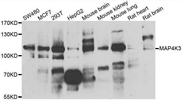Western blot - MAP4K3 antibody (144-07351)