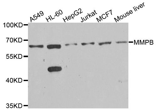 Western blot - MMP8 antibody (144-01963)