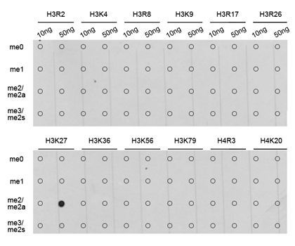 Dot Blot - DiMethyl-Histone H3-K27 pAb (144-02362)