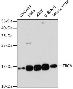Western blot - TBCA antibody (144-60162)